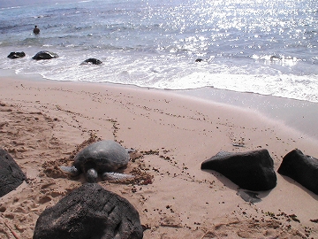 ラニケアビーチの海ガメさん02